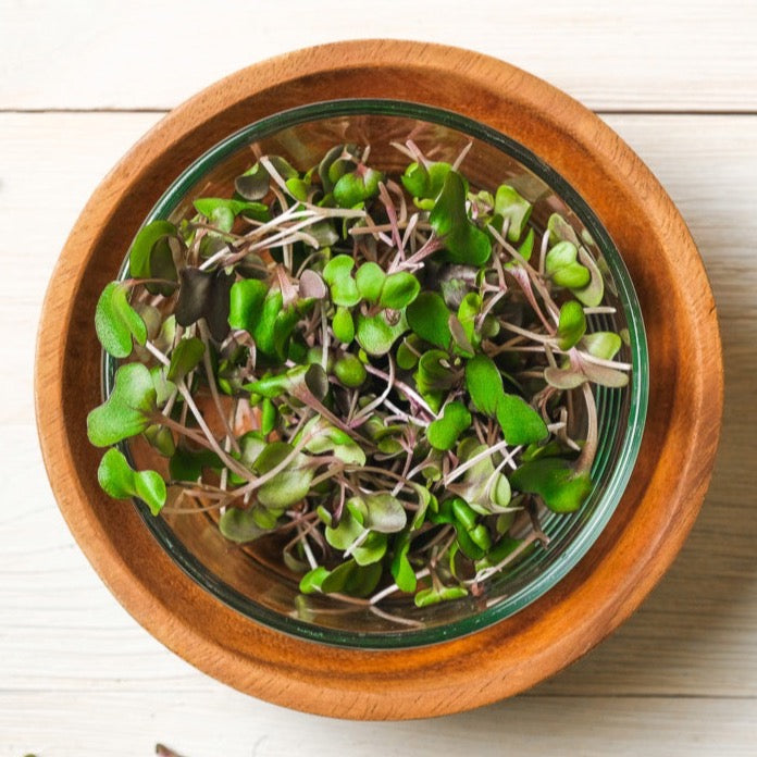 Red Cabbage Microgreen .75 oz