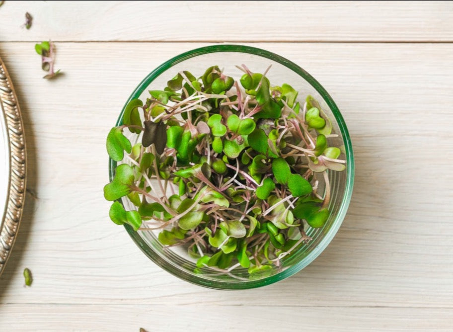 Red Cabbage Microgreen .75 oz