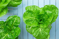 Romaine Lettuce Green 6lb Case