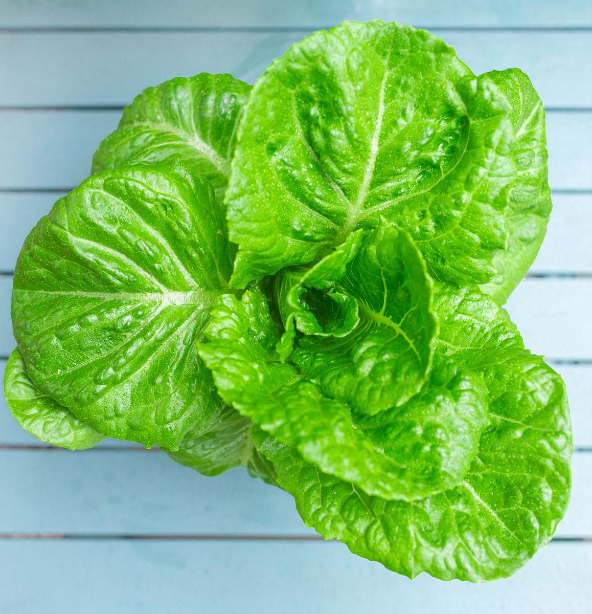 Romaine Lettuce Green 6lb Case