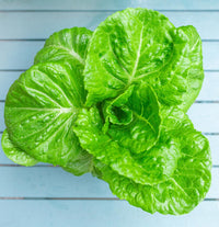 Romaine Lettuce Green 6lb Case